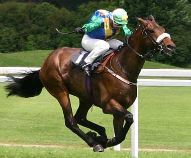 Thoroughbred Horses